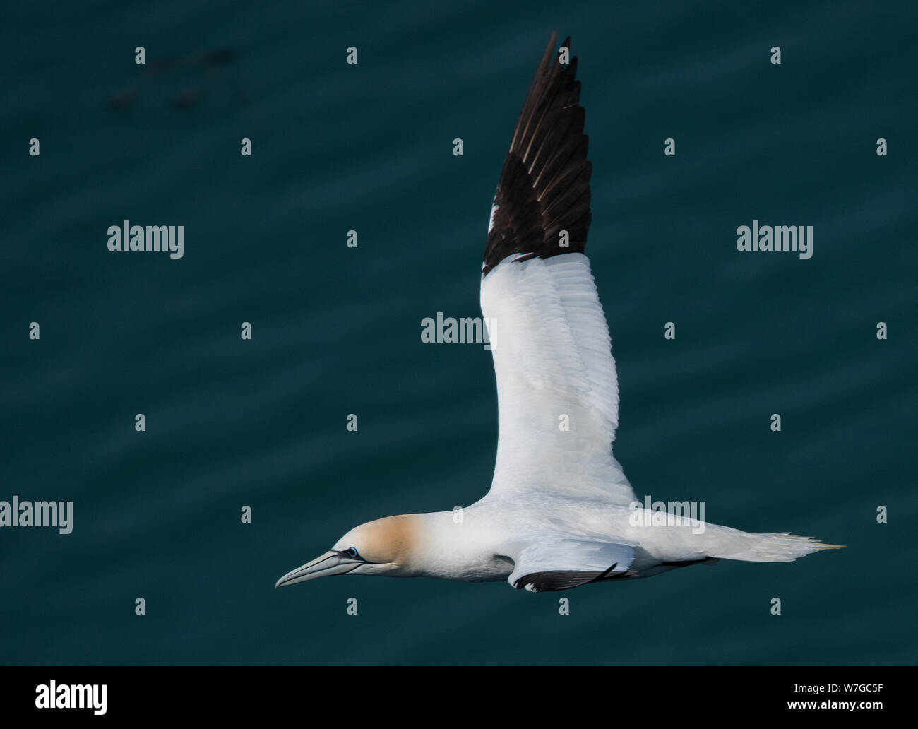 Single Gannet flog fast auf Augenhöhe mit Meer im Hintergrund vorbei und Flügel voll ausgestreckt Stockfoto