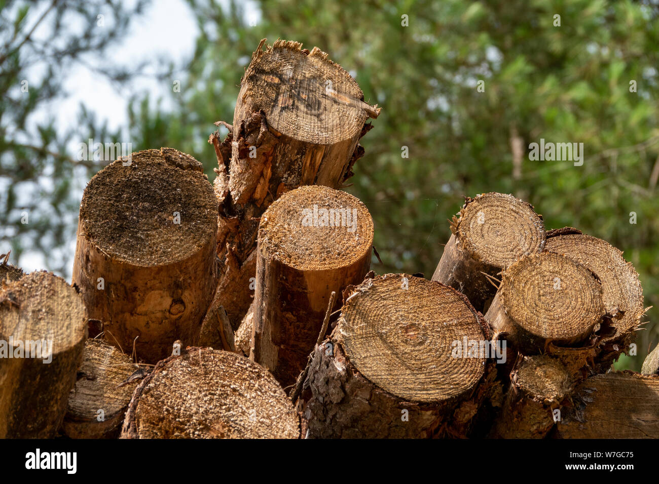 Stapel von Längen von geschlagenem Holz durch Wald, Anschluss Stockfoto