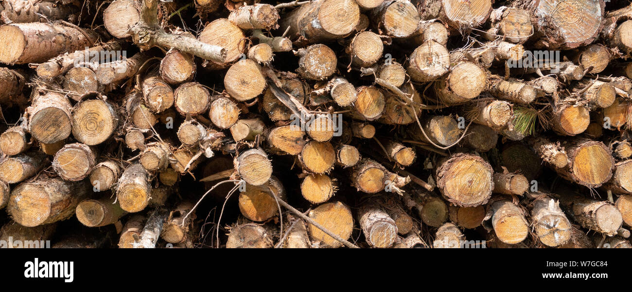 Ende auf Schuß aus einem Stapel von Längen von geschlagenem Holz Stockfoto