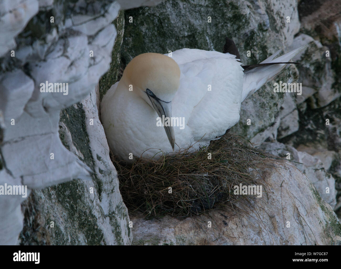 Blick auf Gannet on Nest in den Bempton Cliffs in Yorkshire, Großbritannien Stockfoto