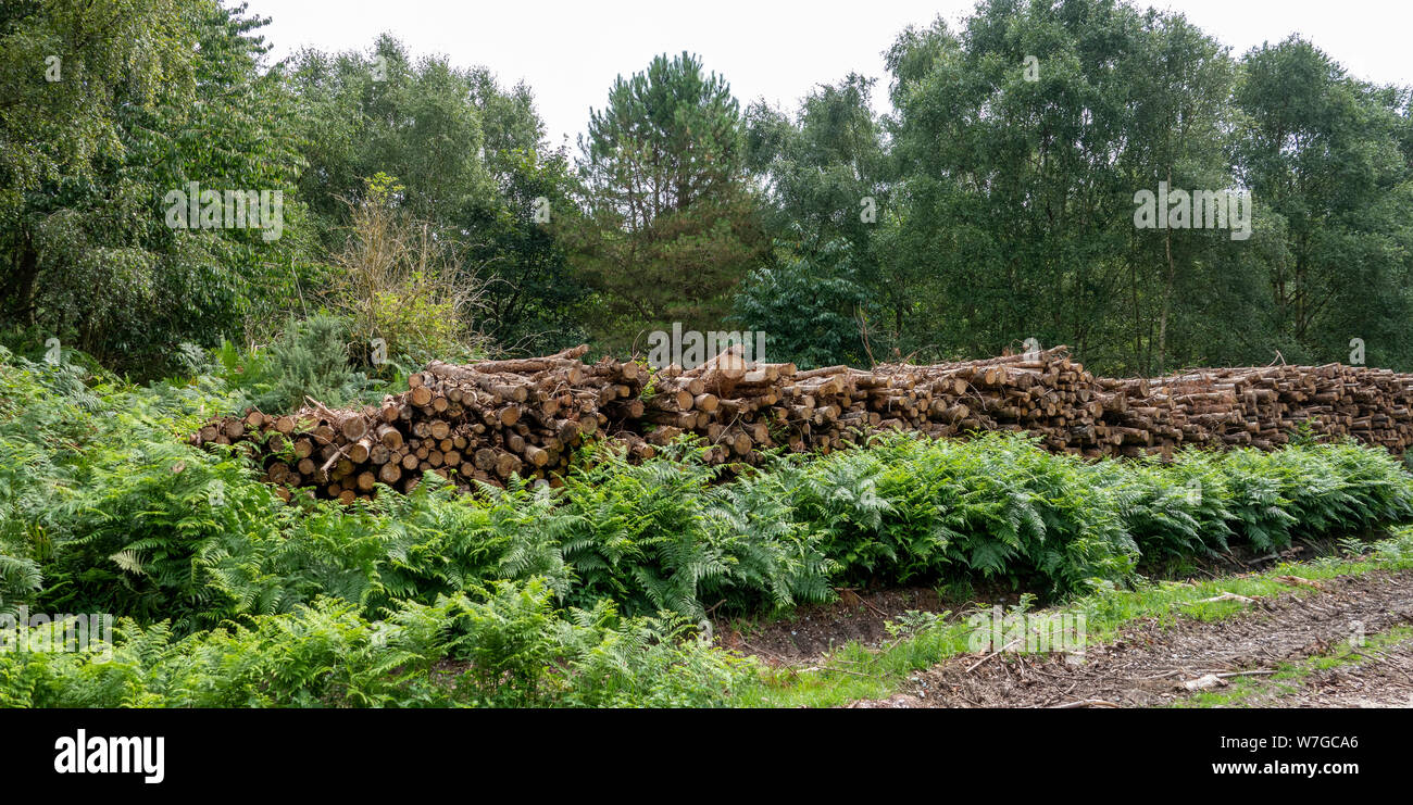 Stapel von Längen von geschlagenem Holz durch Wald, Anschluss Stockfoto