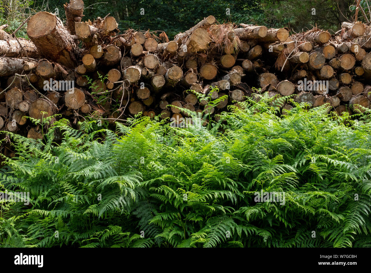 Stapel von Längen von geschlagenem Holz durch Wald, Anschluss Stockfoto