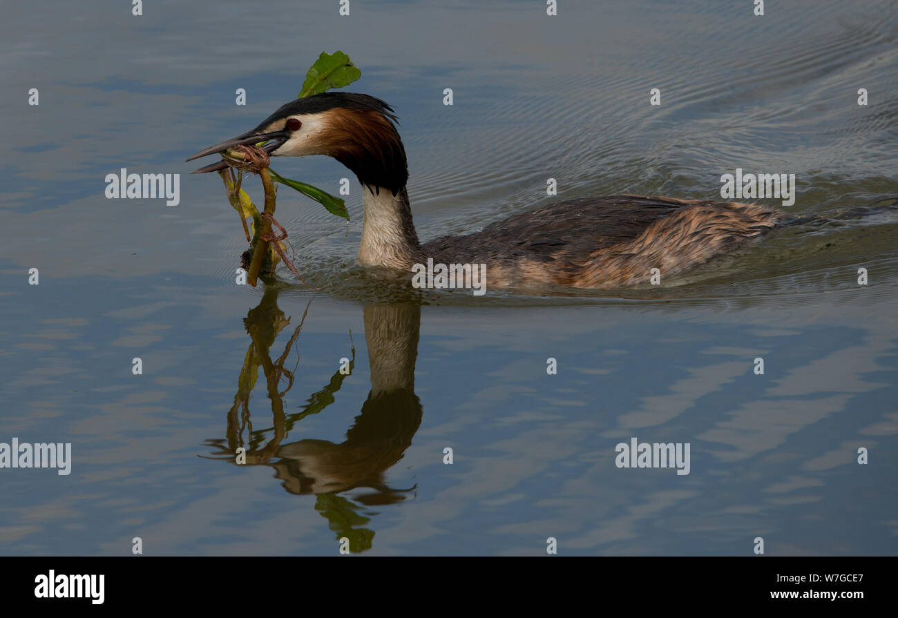 Great Crested Grebe mit Nestmaterial in der Rechnung und mit Reflektion in gutem Licht Stockfoto