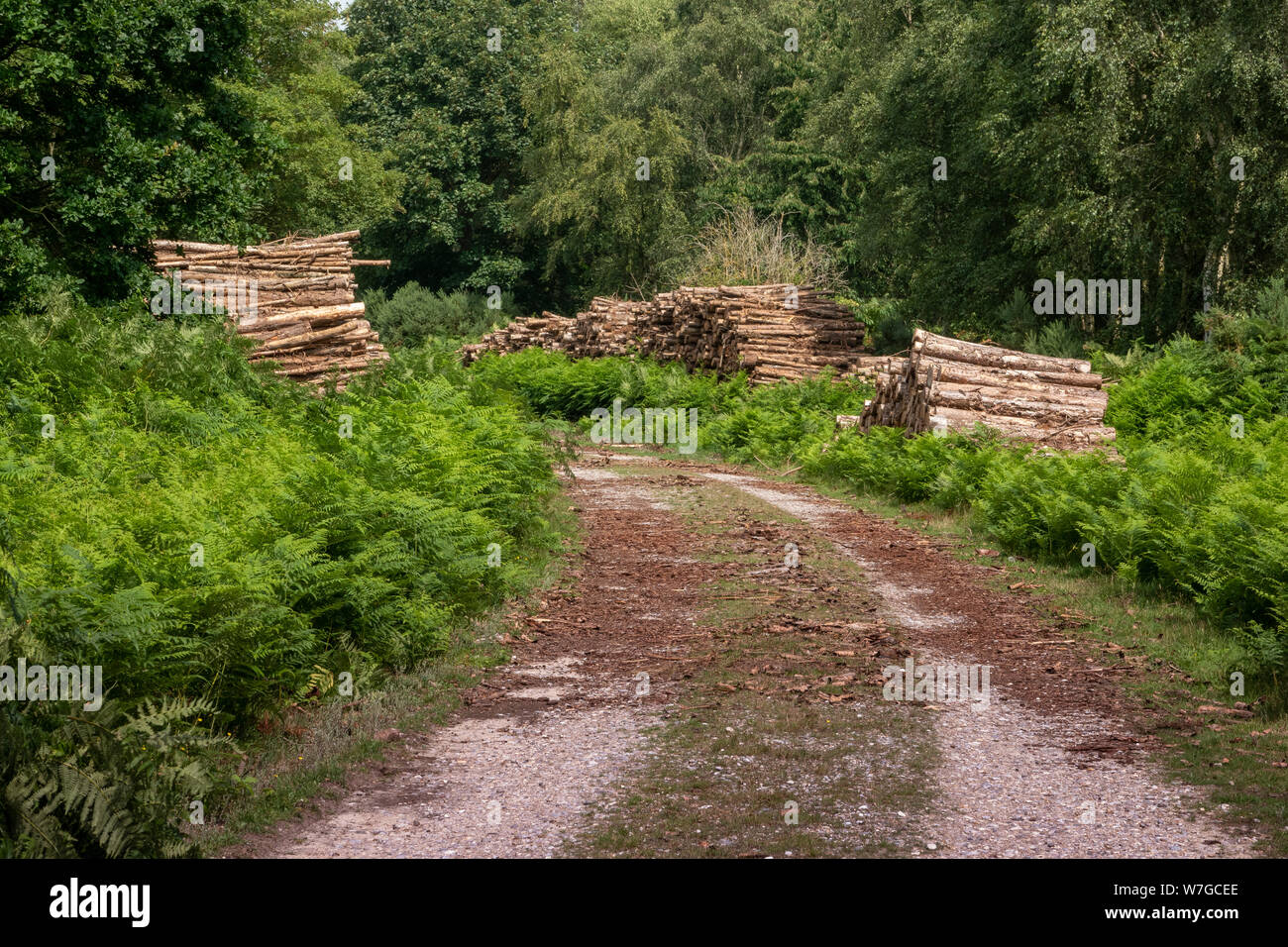 Stapel von Längen von geschlagenem Holz durch Wald, Anschluss Stockfoto