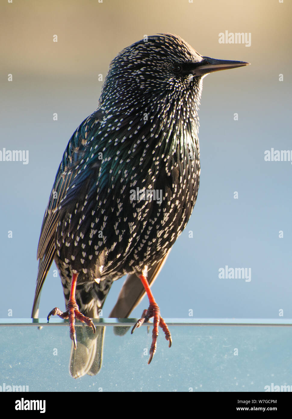 Starling in Nahaufnahme von der späten Nachmittagsonne angezündet, die die Irisenz seines Gefieders zeigt Stockfoto