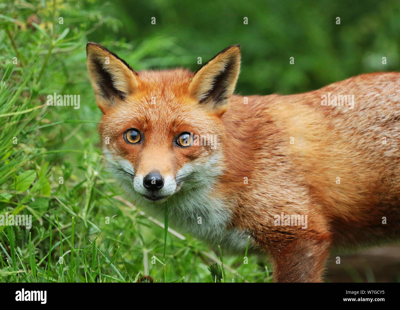 Die Red Fox (Vulpes vulpes): Ist eine Ikone der britischen Wildnis. Mit seiner markanten roten Fell und dem buschigen Schwanz es einfach wunderschön anzusehen ist. Stockfoto