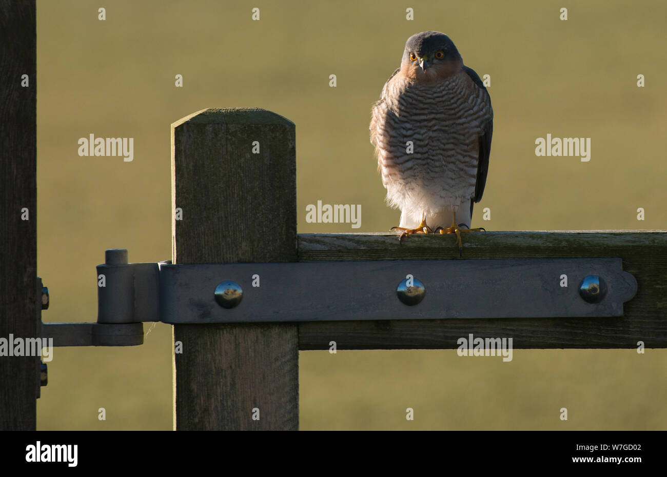 Kestrel auf dem Bauerntor durch die frühmorgendliche Sonne hervorgehoben, mit dem Körper dem Betrachter zugewandt und geradeaus starrend Stockfoto