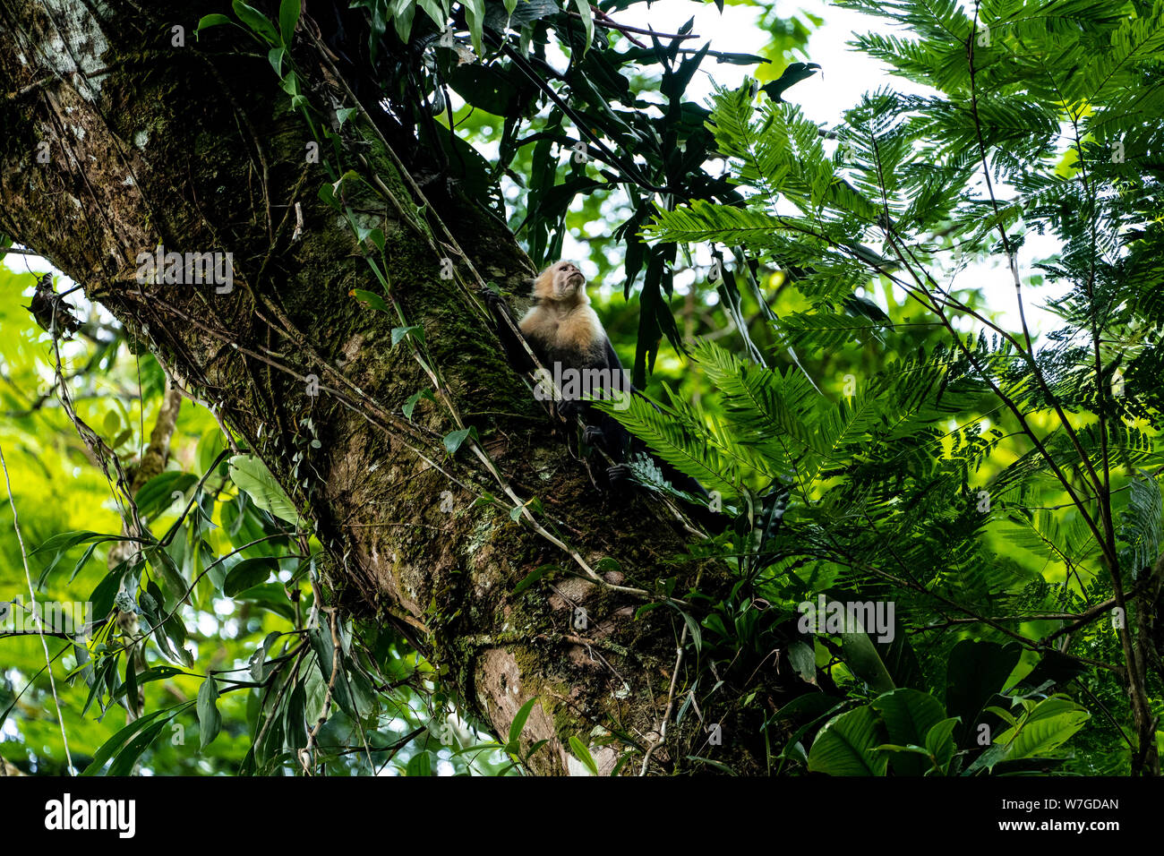 Kolumbianische weiß - Kapuziner konfrontiert Stockfoto