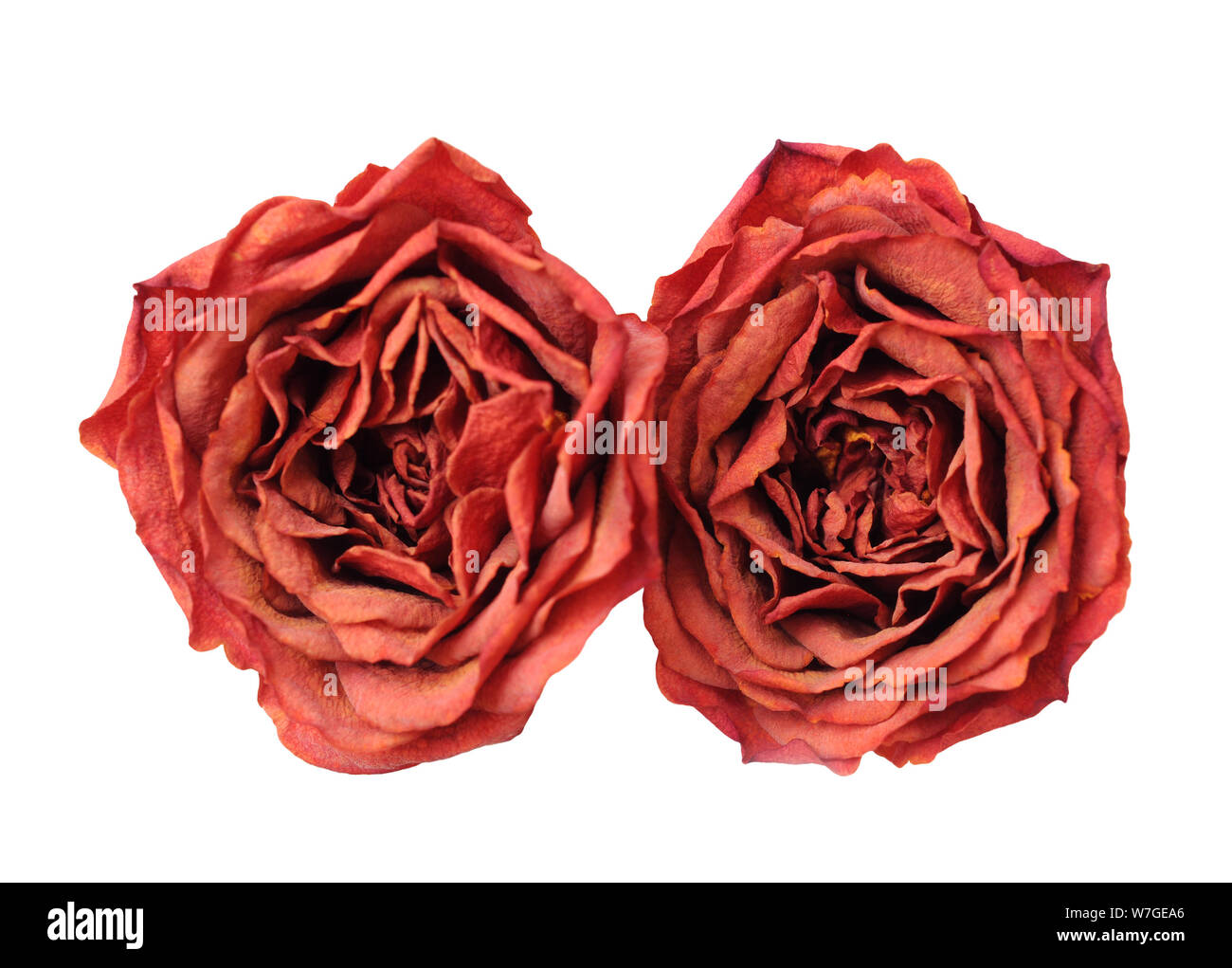 Zwei getrocknete isoliert auf weißem Hintergrund rose Stockfoto