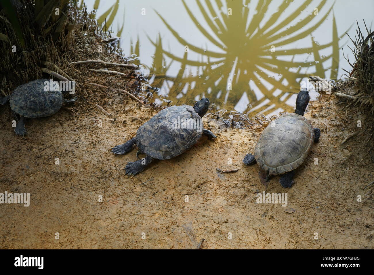 Schildkröte im teich Fotos und Bildmaterial in hoher Auflösung Alamy