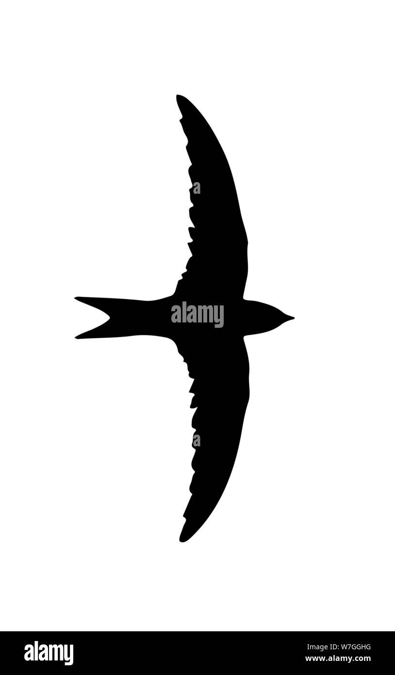 Die martlet (Schwalbe) Vogel Silhouette. Stock Vektor