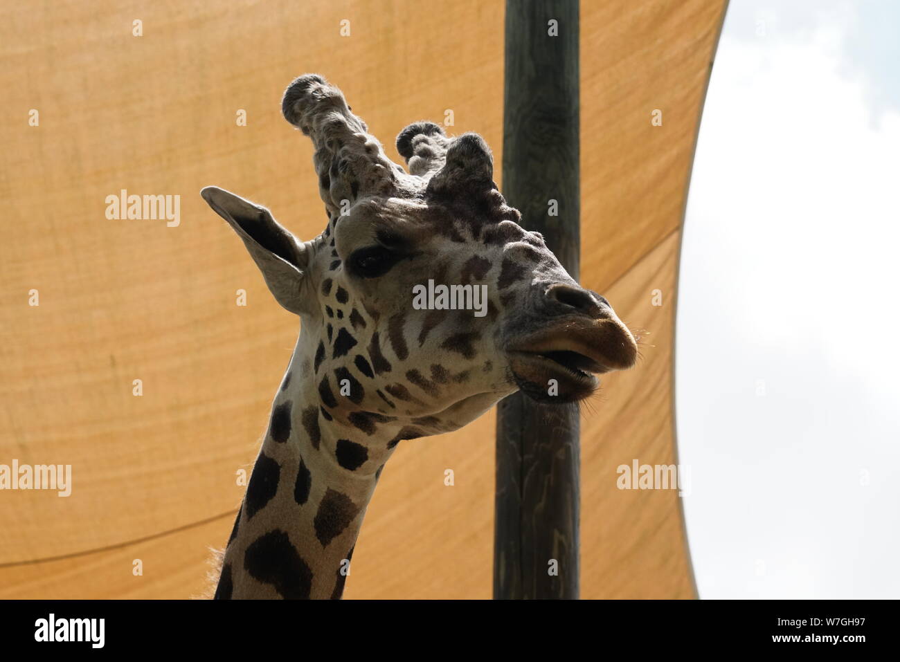 Giraffe unter einem Schatten Segel Stockfoto