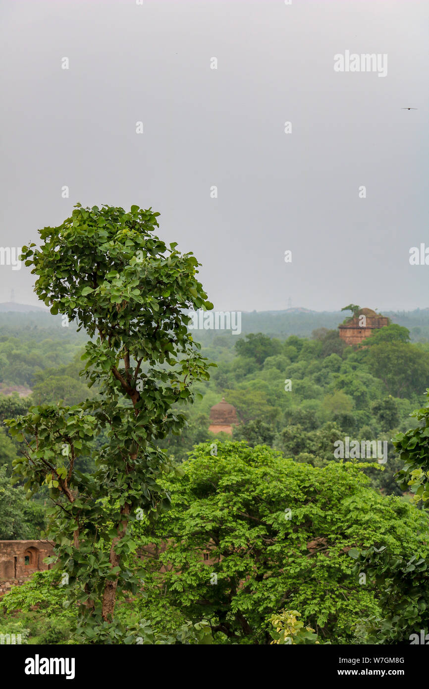 Teak Wald mit alten Ruinen am Palast der Orchha, Indien Stockfoto