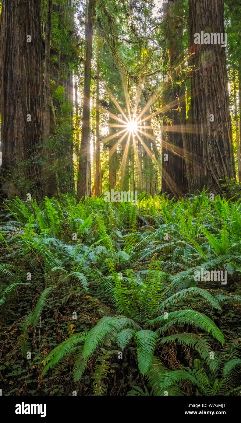 Redwoods und Schwert Farne; Cal Barrel Road, Prairie Creek Redwoods State Park, Kalifornien. Stockfoto