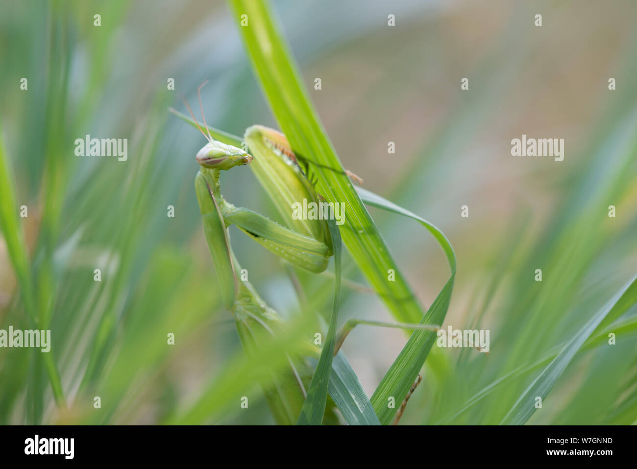 Der Blick auf die grüne Frau mantis religiosa Gottesanbeterin bei Camera suchen, greeen Gras Hintergrund. Stockfoto