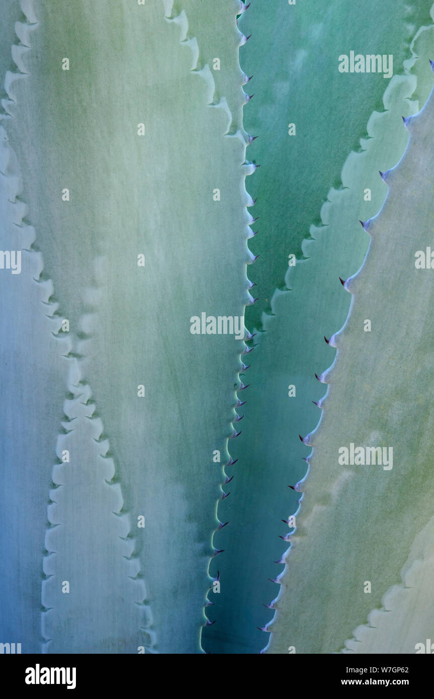 Agave in El Charco del Ingenio Botanischer Garten, San Miguel de Allende, Guanajuato, Mexiko. Stockfoto