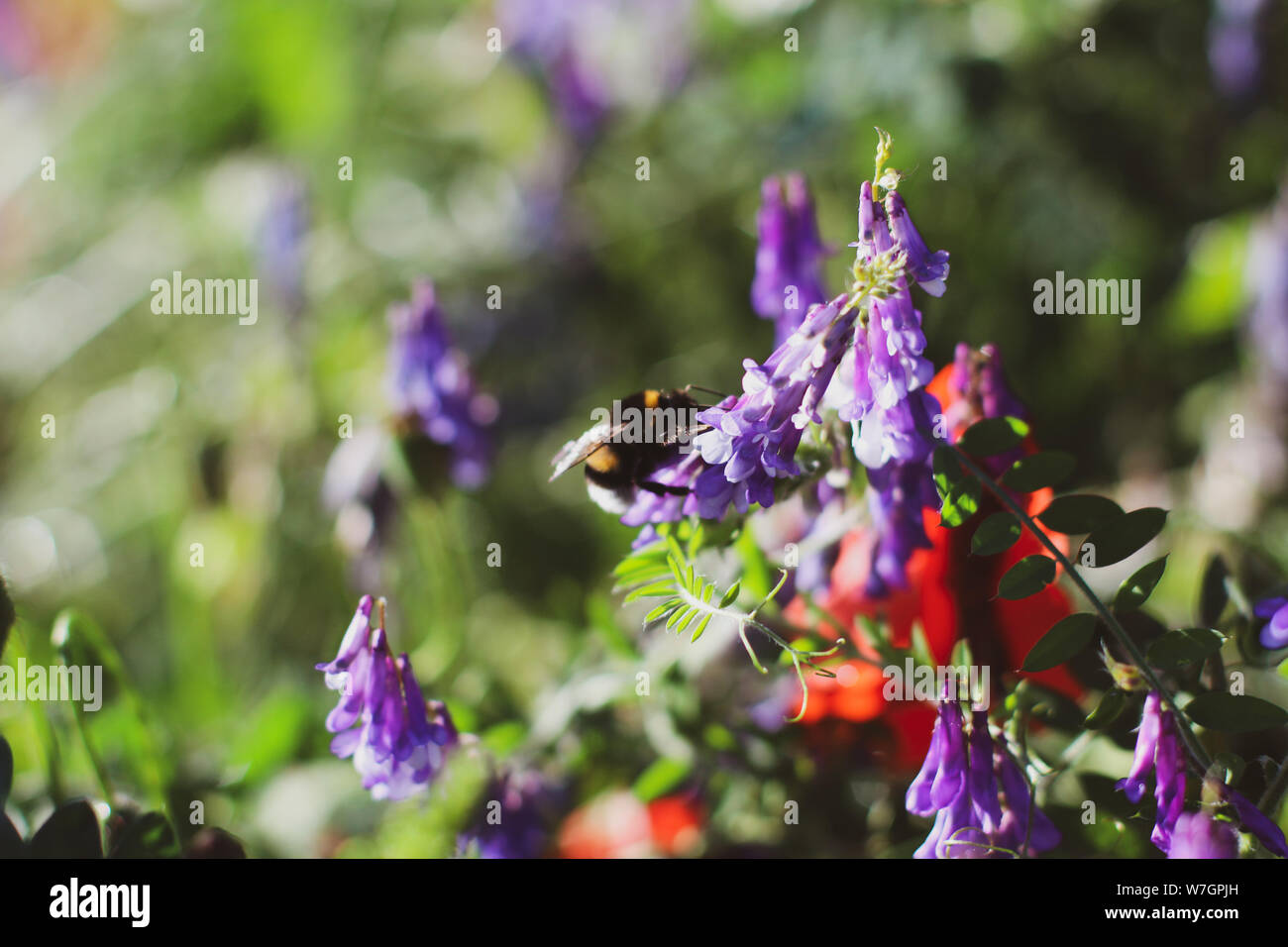 Wildblumen Flieder Mohnblumen, Weizenfelder Stockfoto