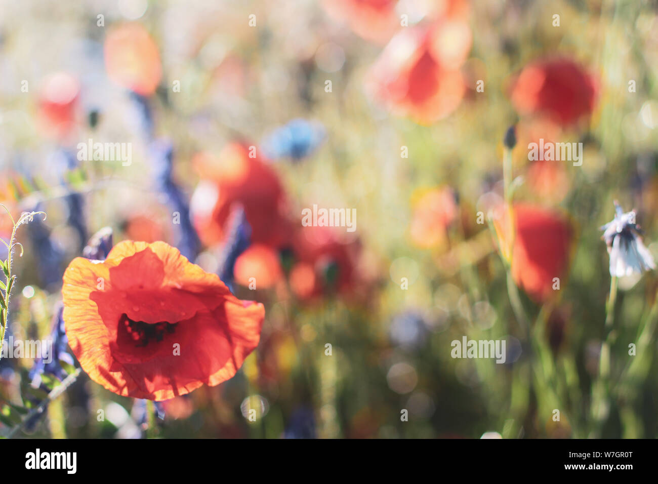 Wildblumen Flieder Mohnblumen, Weizenfelder Stockfoto