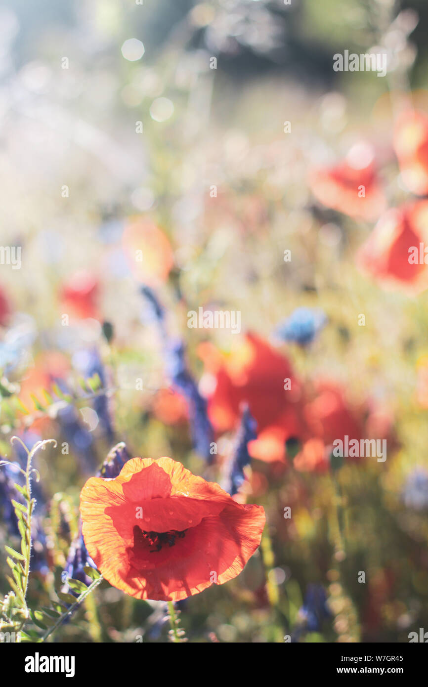 Wildblumen Flieder Mohnblumen, Weizenfelder Stockfoto