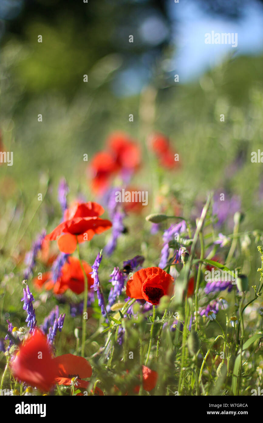 Wildblumen Flieder Mohnblumen, Weizenfelder Stockfoto