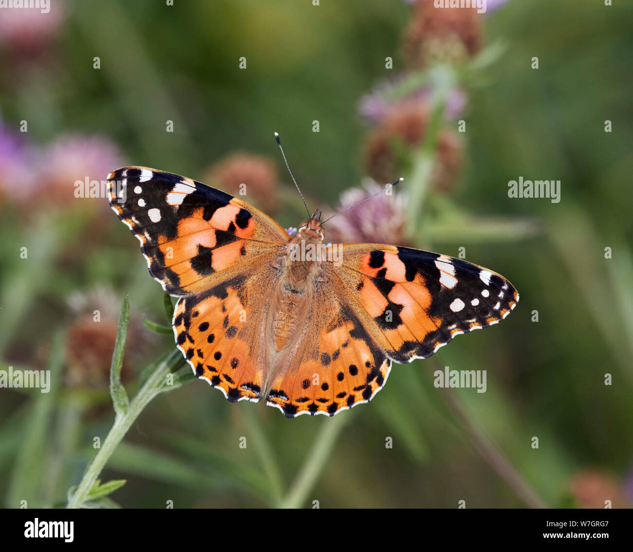 Neu - aufgetaucht Distelfalter Schmetterling nectaring auf flockenblume Blume. Hurst suchen, East Molesey, Surrey, Großbritannien. Stockfoto
