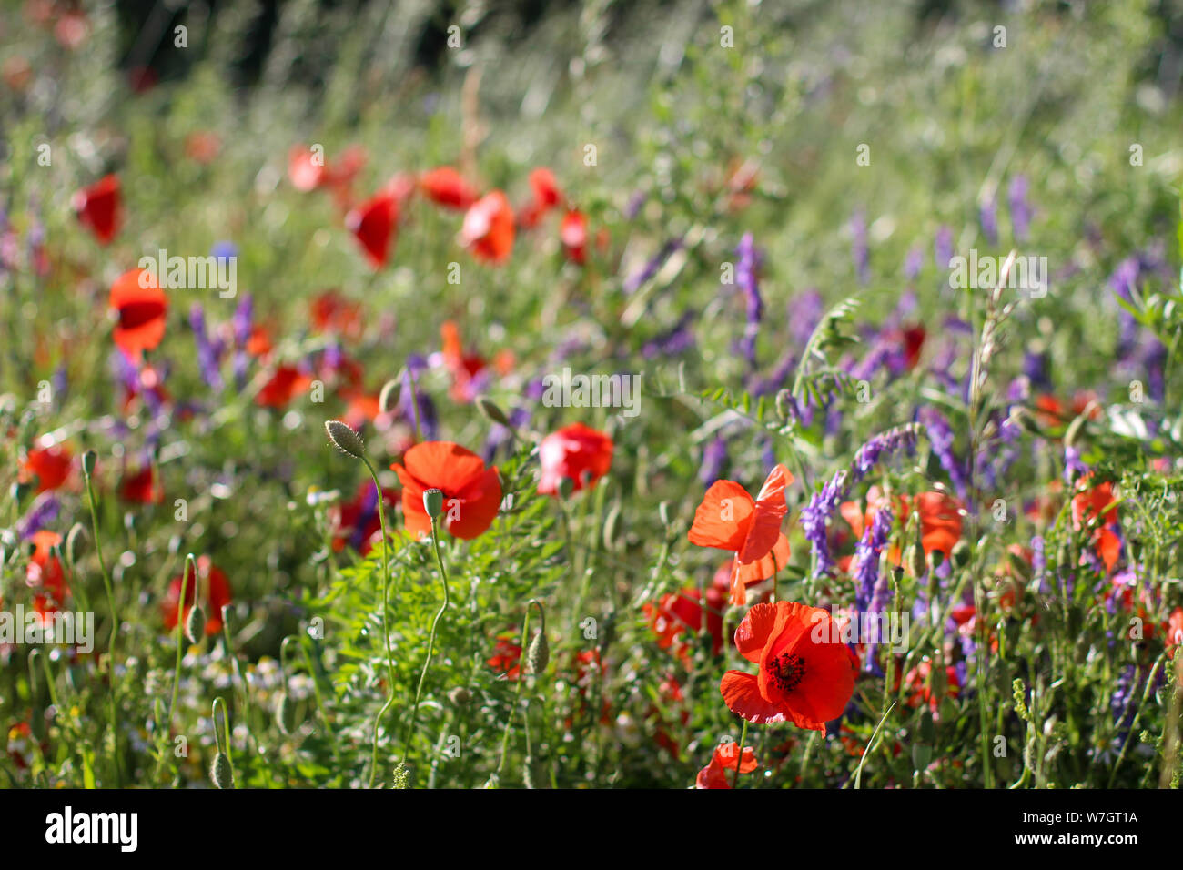 Wildblumen Flieder Mohnblumen, Weizenfelder Stockfoto