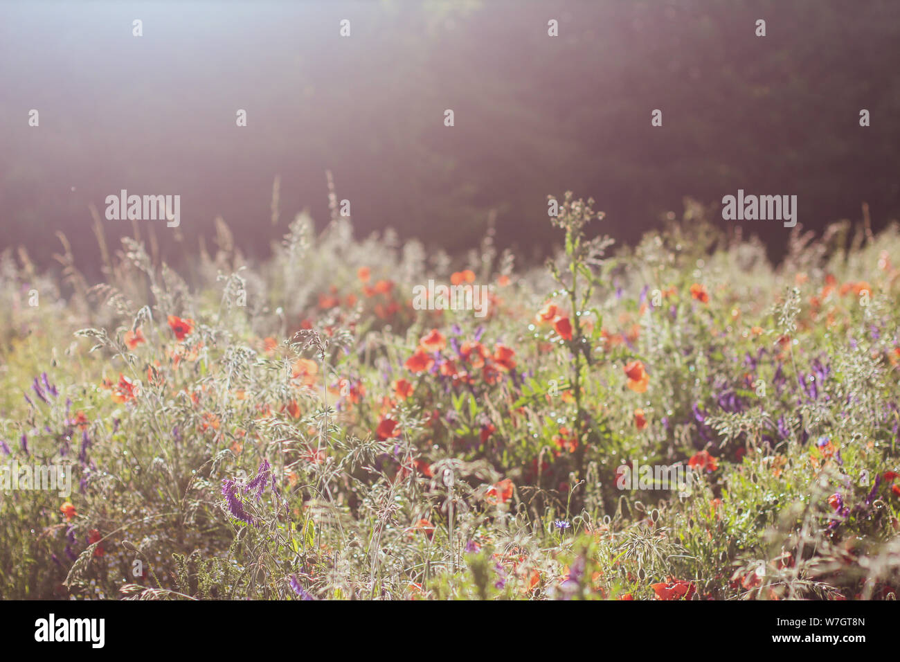 Wildblumen Flieder Mohnblumen, Weizenfelder Stockfoto