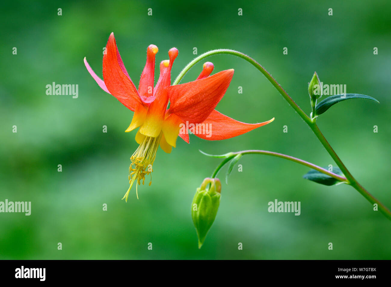Red Akelei (Aquilegia formosa); Grasshopper Wiese Trail, Willamette National Forest, Cascade Mountains, Oregon. Stockfoto