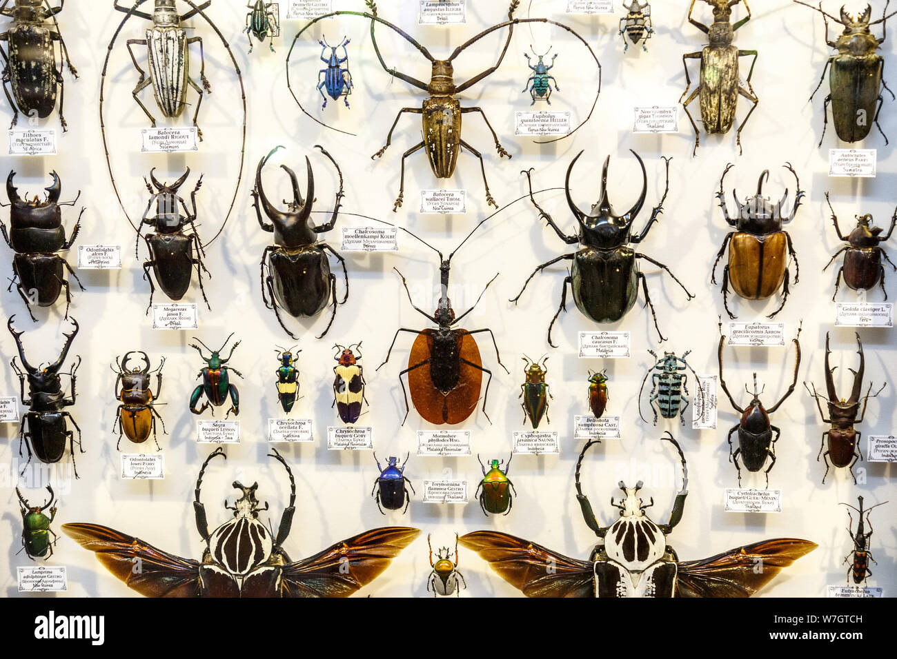 Moskau, Russland - 12. März 2019: Sammlung getrockneter natürlichen Insekten im Apothekergarten. Einstellen der Pin Insekt in Biologie Museum. Zoologie Hintergrund Stockfoto
