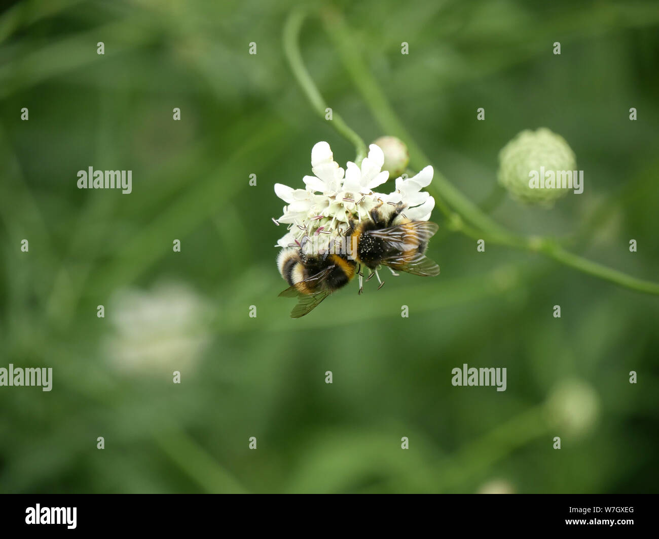 Zwei Bienen auf der Blume Stockfoto