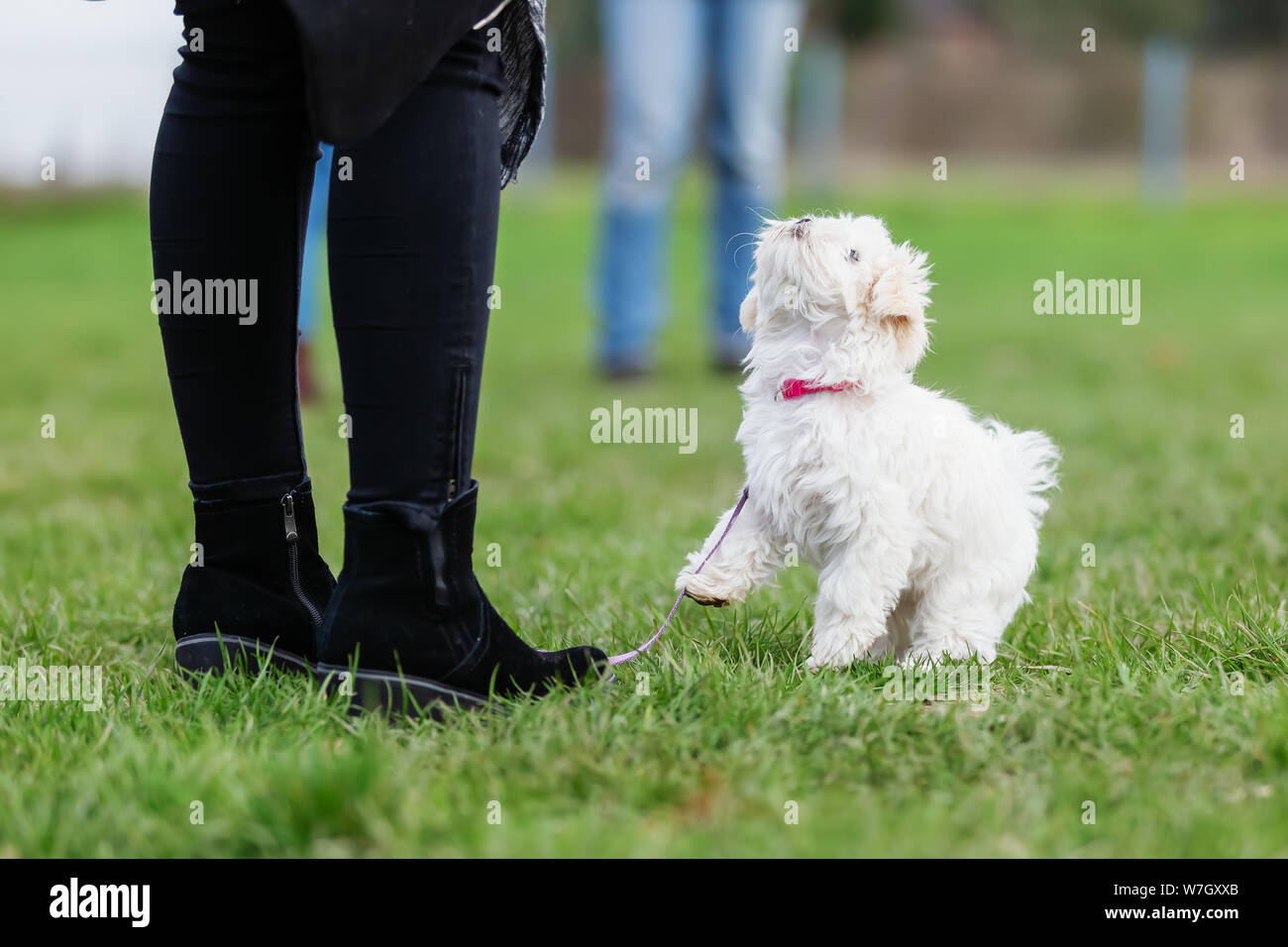 Frau mit einem Malteser Welpe an der Welpen Schule auf einem Hund Ausbildung Feld Stockfoto