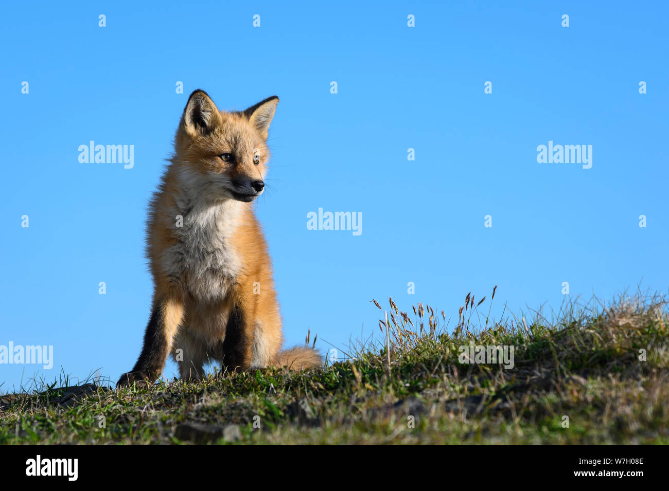 Red Fox Kit am Cape St. Mary's Ecological Reserve, Neufundland, Kanada. Stockfoto