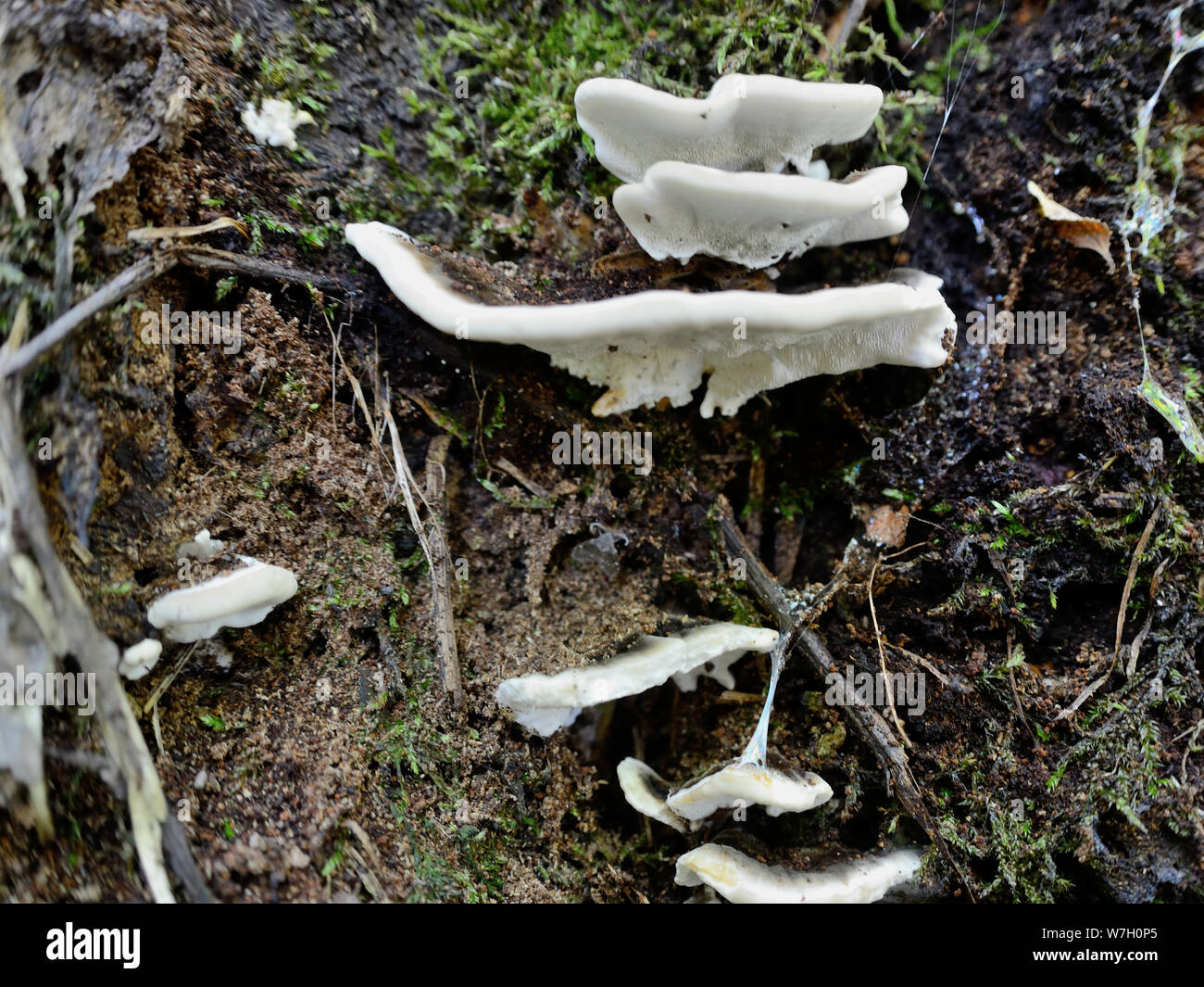 Nahaufnahme der Türkei Schwanz, Trametes versicolor Stockfoto