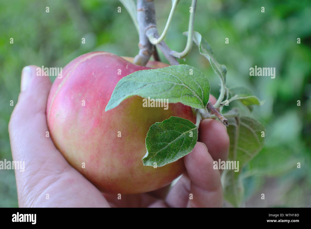 Frische organische Apfel vom Baum in der Hand Stockfoto