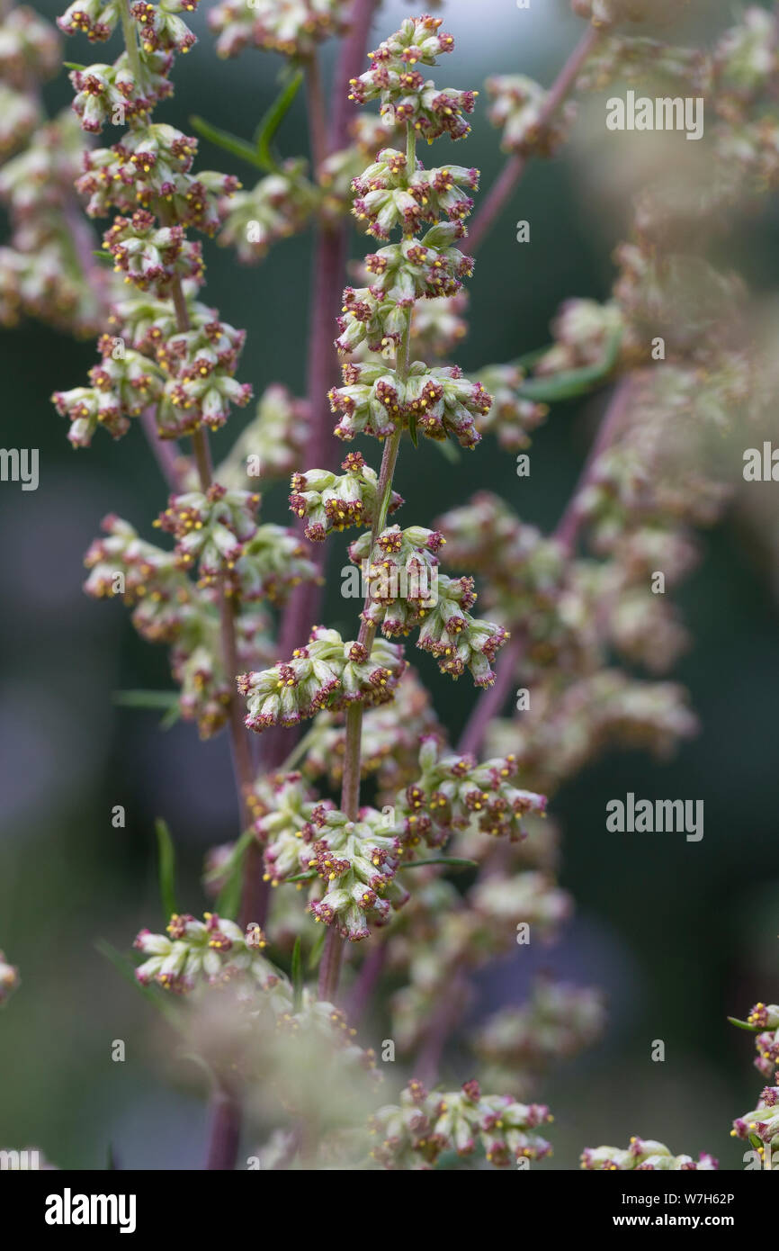 Beifuß, Gewöhnlicher Beifuß, Beifuss, Sky, Blüte, blühend, Artemisia vulgaris, Beifuß, Wermut, wilder Wermut, Wermut, L'Armoise Gemeinde Stockfoto