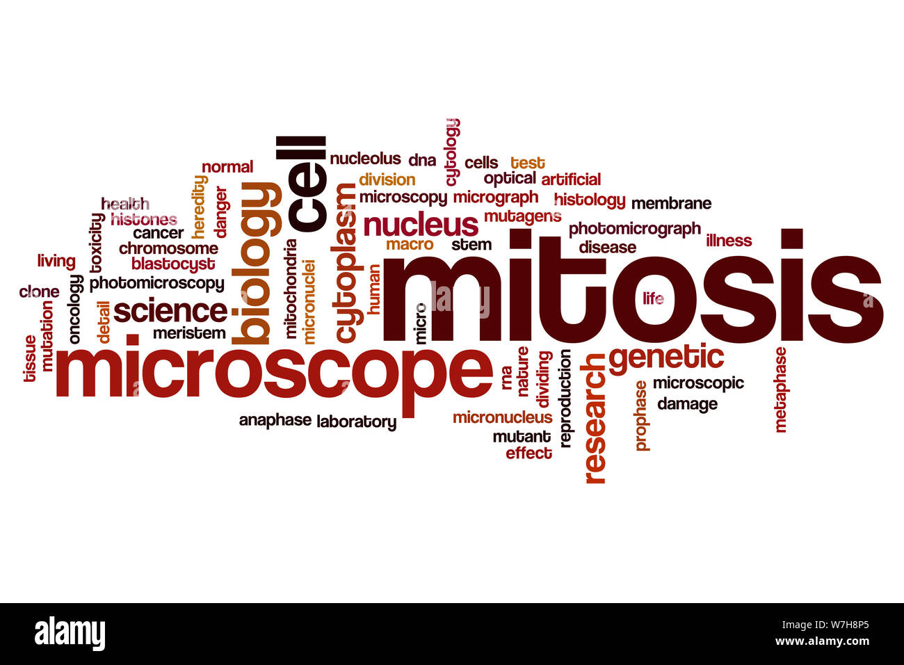 Mitose Wort cloud Konzept Stockfoto