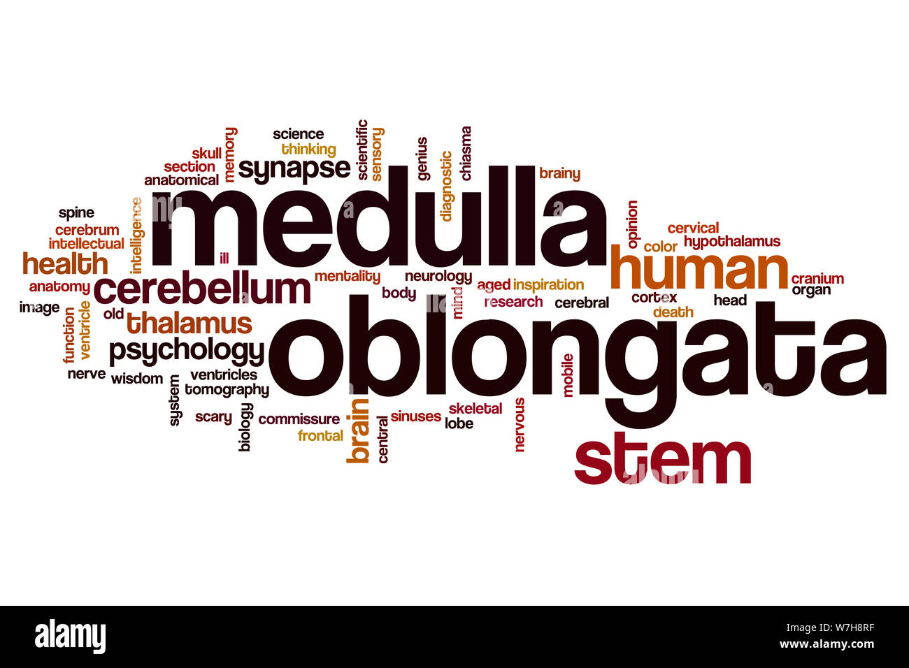 Medulla oblongata Wort cloud Konzept Stockfoto