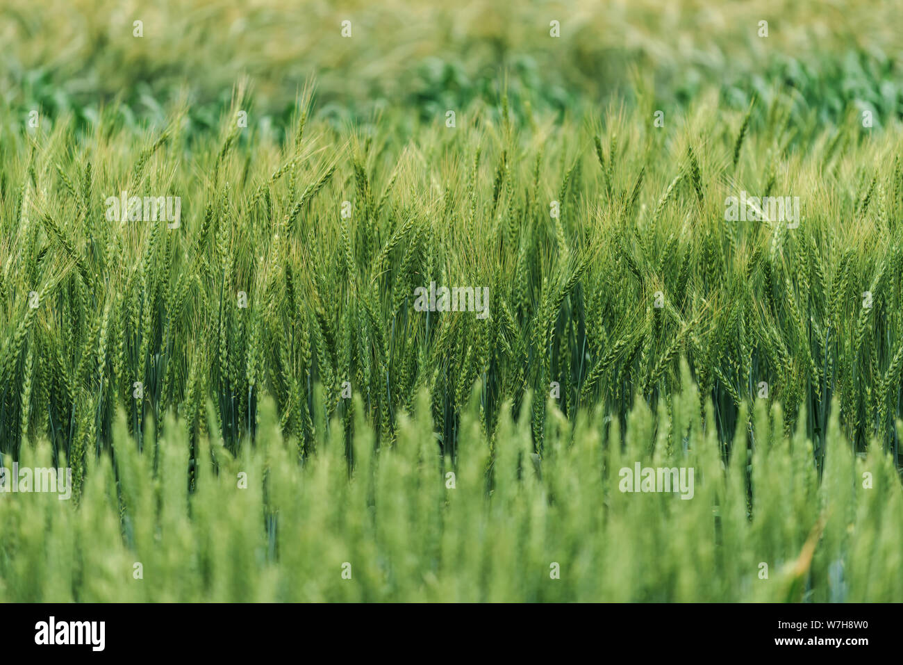 Vielzahl von Getreide wachsen in Feld, selektiver Fokus Stockfoto