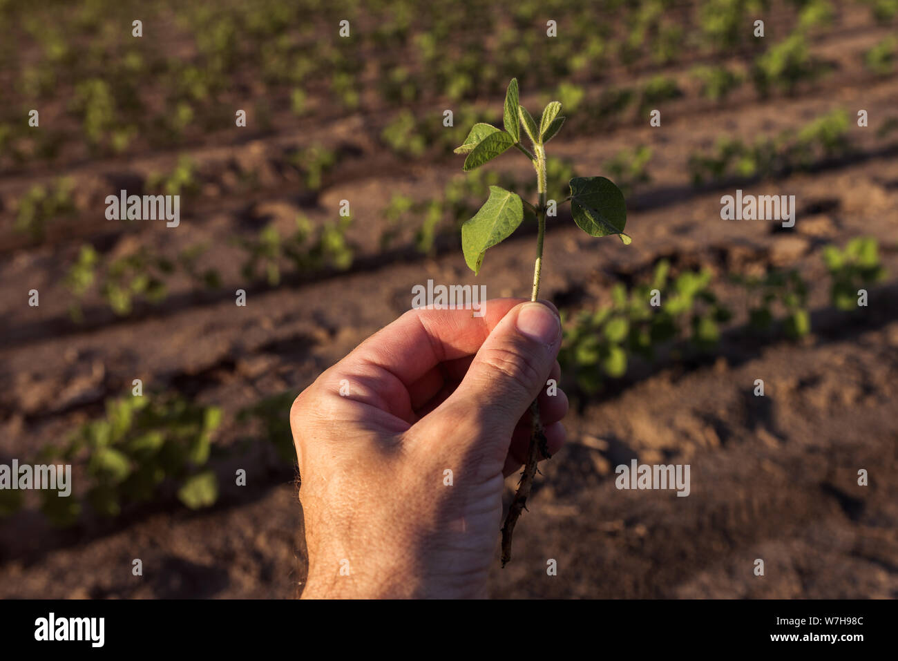 Landarbeiter controlling Sojabohne das Pflanzenwachstum im Feld, Nahaufnahme einer Hand berühren Kulturpflanzen Stockfoto