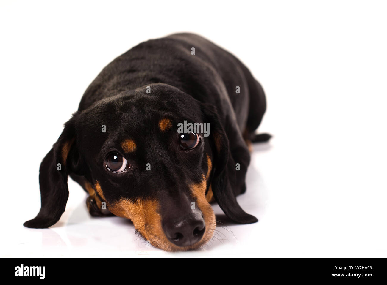 Lustige kleine Hund aus der Rasse Dackel, von vorne gesehen, auf den Boden gelegt, auf seiner rechten Seite mit lustigen Gesicht, isoliert auf Weiss. Stockfoto