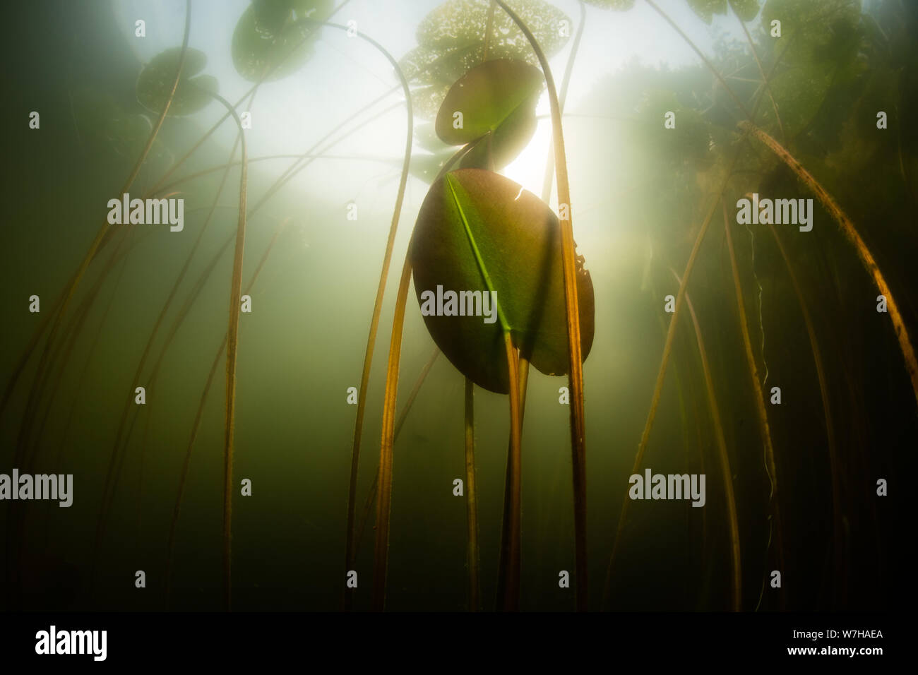 Water Lily Underwater Stockfotos und bilder Kaufen Alamy