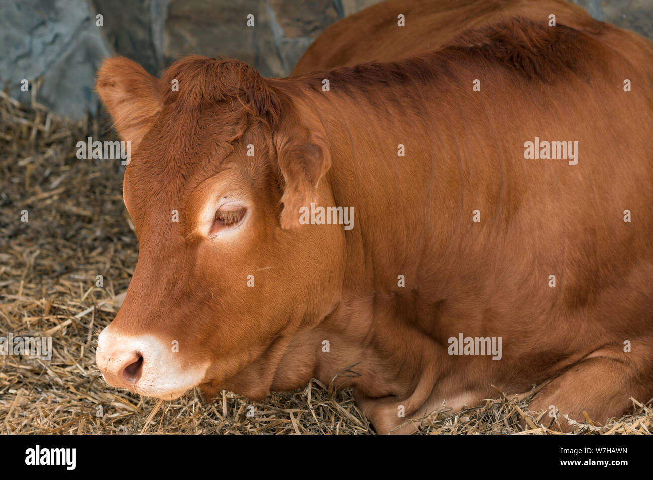 Red Holstein Friesische Kuh auf Vieh Molkerei, Haustiere Tierhaltung Stockfoto