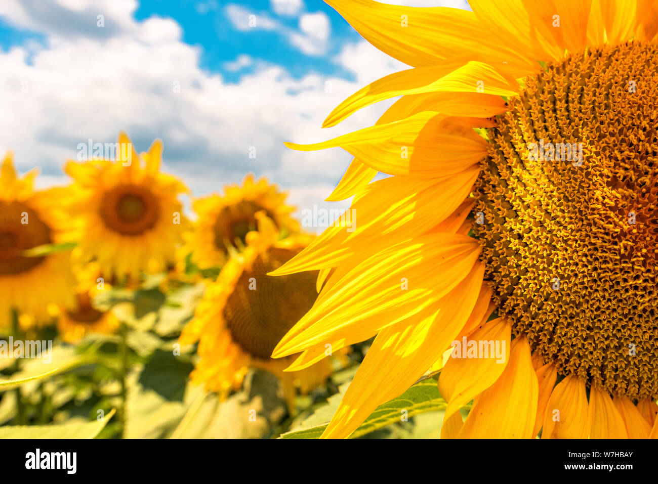 Sonnenblume Kopf Nahaufnahme, blühende Helianthus annuus Erntegut Blume im Feld in hellem Sonnenlicht Stockfoto