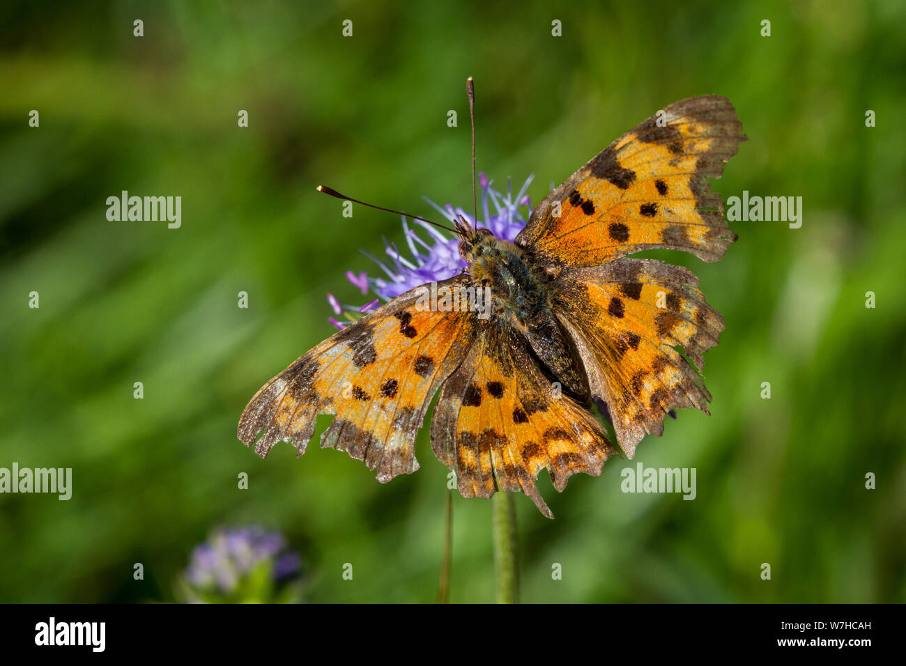 Lepidoptera Polygonia c-Album (Komma butterfly / Schmetterling C-Falter) Stockfoto