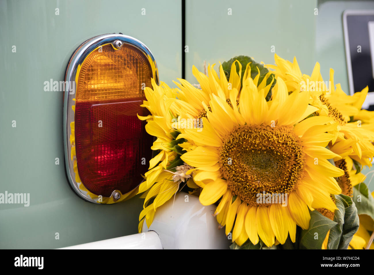 Sonnenblumen neben den hinteren Bremsleuchten an einem Oldtimer Stockfoto