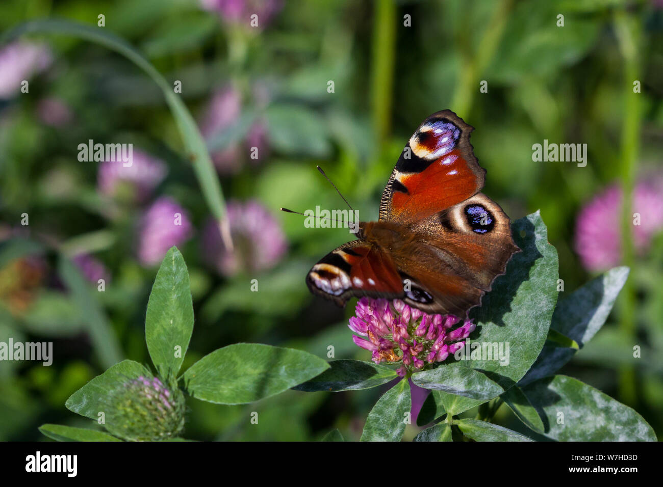 Lepidoptera Nymphalis io (tagpfauenauge/Schmetterling Tagpfauenauge) Stockfoto