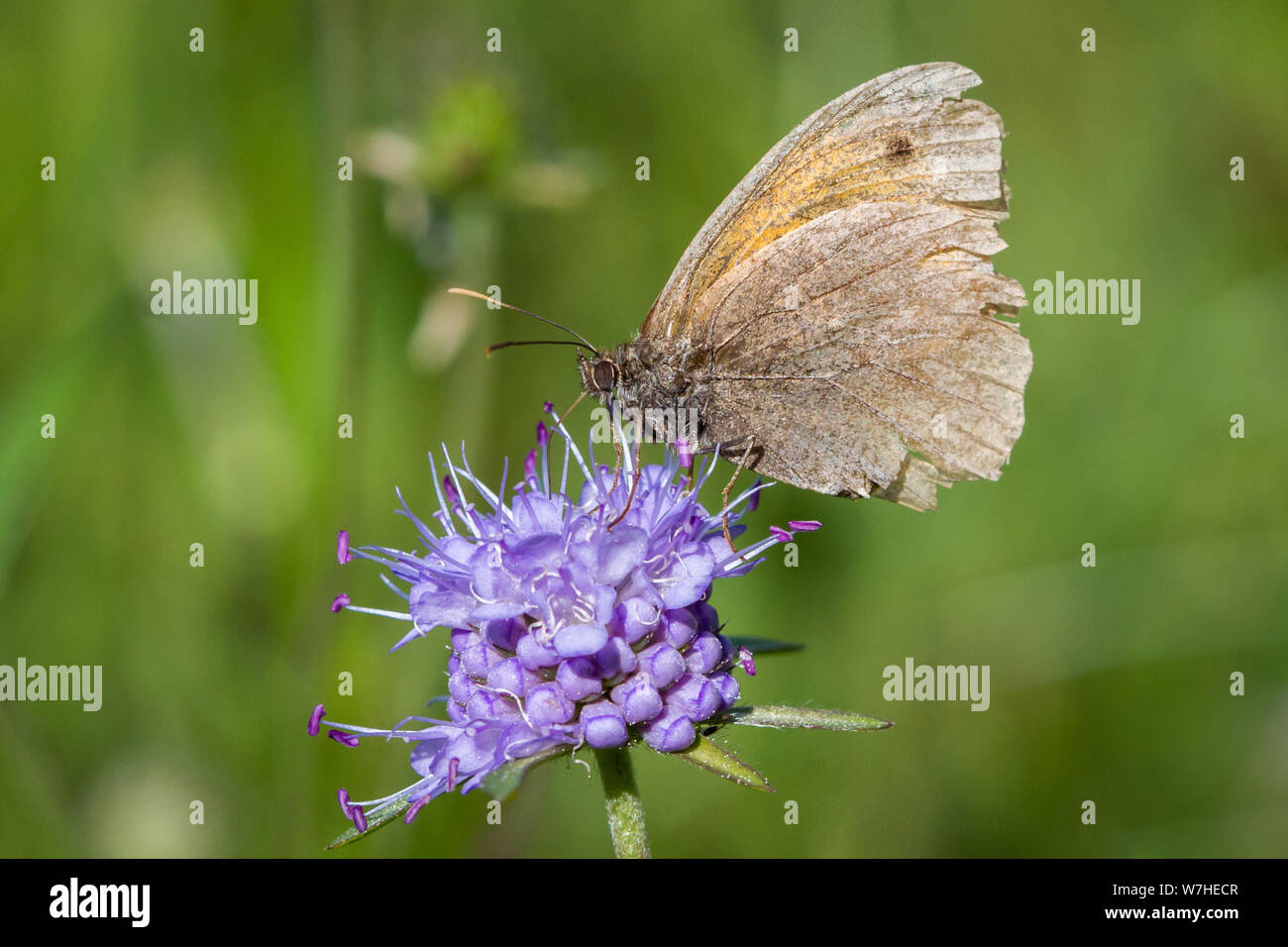 Lepidoptera Pyrausta aurata (Wiese braun Butterfly / Schmetterling Großes Ochsenauge) Stockfoto