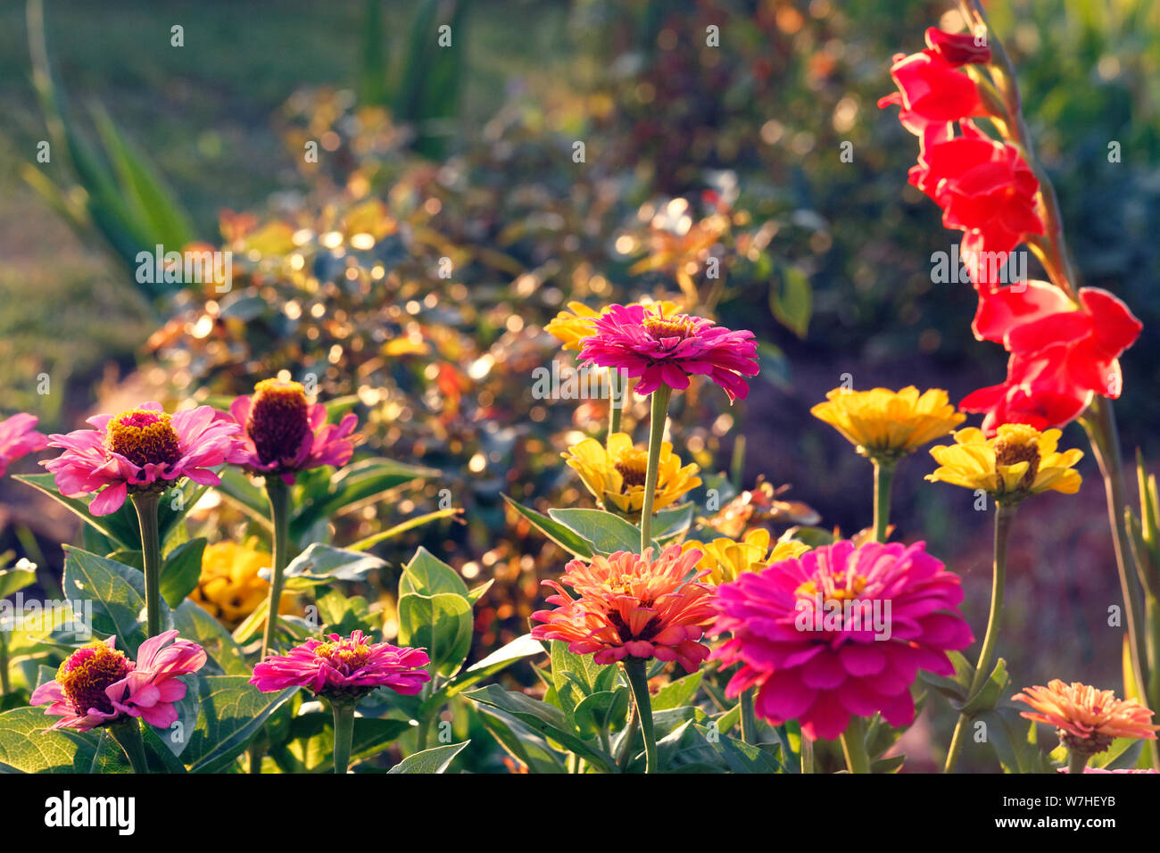 Blume im Garten am sonnigen Sommer oder Frühling. Blume für Postkarte Schönheit Dekoration Stockfoto