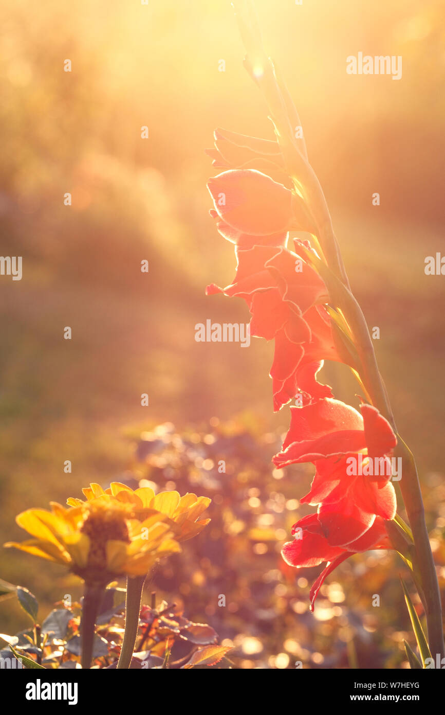 Blume im Garten am sonnigen Sommer oder Frühling. Blume für Postkarte Schönheit Dekoration Stockfoto