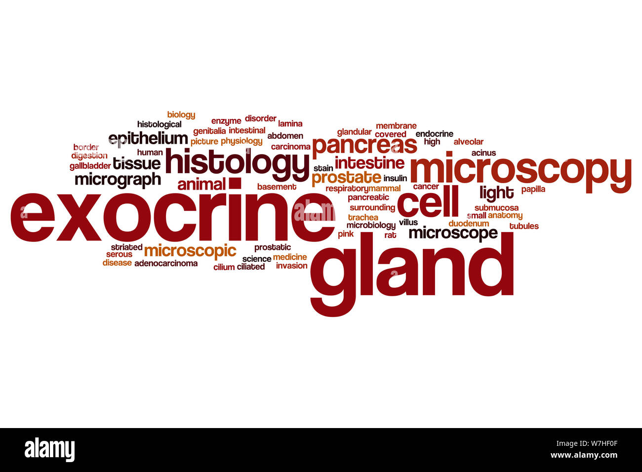 Exokrine Drüse Wort cloud Konzept Stockfoto